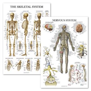 palace learning 2 pack – skeletal system anatomical poster + nervous system anatomy chart – laminated