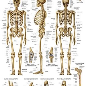 Palace Learning 2 Pack - Skeletal System Anatomical Poster + Nervous System Anatomy Chart - Laminated