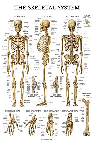 Palace Learning 2 Pack - Skeletal System Anatomical Poster + Nervous System Anatomy Chart - Laminated