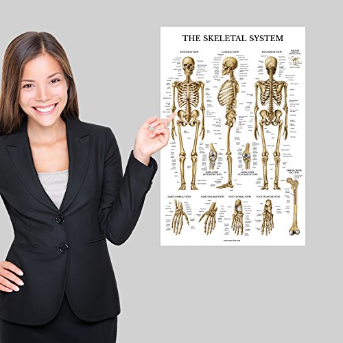 Palace Learning 2 Pack - Skeletal System Anatomical Poster + Nervous System Anatomy Chart - Laminated