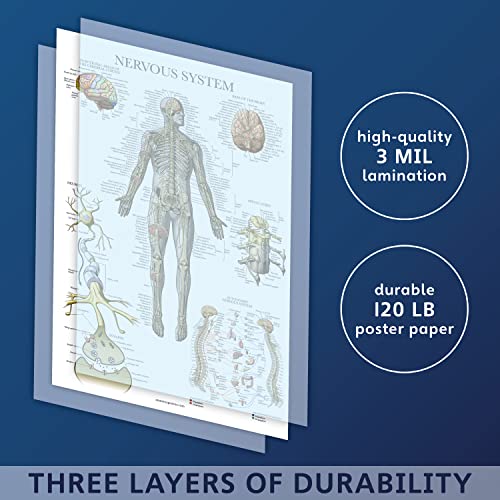 Palace Learning 2 Pack - Skeletal System Anatomical Poster + Nervous System Anatomy Chart - Laminated