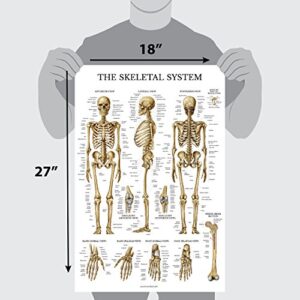 Palace Learning 2 Pack - Skeletal System Anatomical Poster + Nervous System Anatomy Chart - Laminated