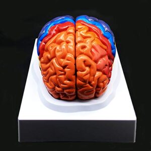 human brain model,color-coded partitioned brain，2 parts, anatomically accurate brain model life size human brain anatomy for science classroom study display teaching medical model