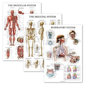 palace learning 3 pack – muscle + skeleton + respiratory system anatomy poster set – muscular and skeletal system anatomical charts – laminated – 18″ x 27″