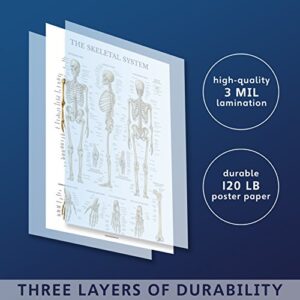 Palace Learning 3 Pack - Muscle + Skeleton + Respiratory System Anatomy Poster Set - Muscular and Skeletal System Anatomical Charts - Laminated - 18" x 27"