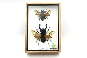 taxibugs real beetle display taxidermy odontolabis elegans insect bug entomology box wood framed (male & female) (wooden box)