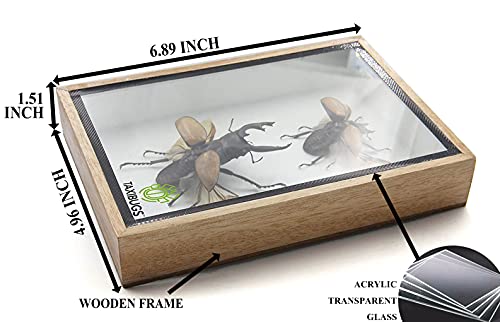 TAXIBUGS Real Beetle Display Taxidermy Odontolabis Elegans Insect Bug Entomology Box Wood Framed (Male & Female) (Wooden Box)