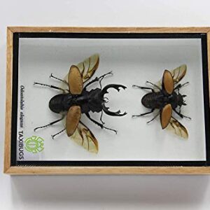 TAXIBUGS Real Beetle Display Taxidermy Odontolabis Elegans Insect Bug Entomology Box Wood Framed (Male & Female) (Wooden Box)