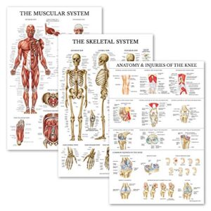 palace learning 3 pack – muscle + skeleton + anatomy & injuries of the knee poster set – muscular and skeletal system anatomical charts – laminated – 18″ x 27″