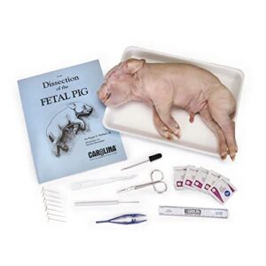 carolina pig anatomy kit with dissecting set