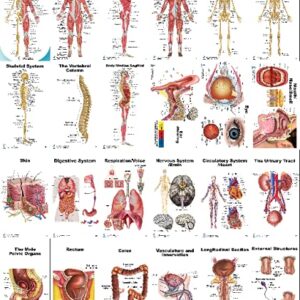 Muscles and Skeletal Anatomy Pocket Charts