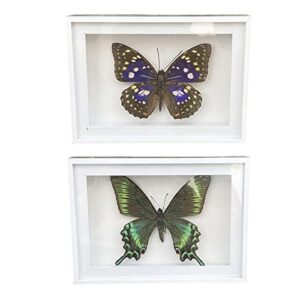 cxuemh 2 pcs framed butterfly real butterfly specimens taxidermy butterfly in frame insect collection home & office desktop decor craft gift for men women (color a)