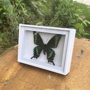 CXUEMH 2 Pcs Framed Butterfly Real Butterfly Specimens Taxidermy Butterfly in Frame Insect Collection Home & Office Desktop Decor Craft Gift for Men Women (Color A)