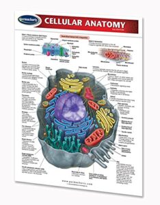 cellular anatomy quick reference guide – permacharts