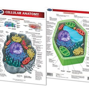 Cellular Anatomy Quick Reference Guide - Permacharts