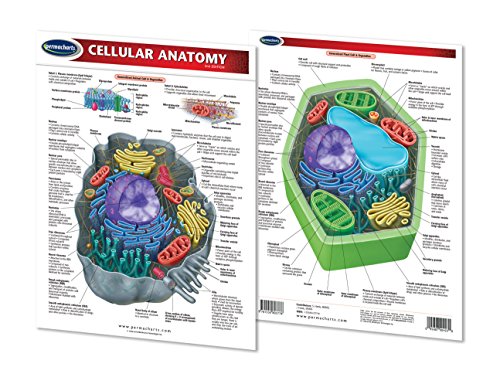 Cellular Anatomy Quick Reference Guide - Permacharts