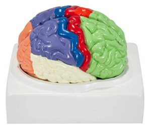 axis scientific human brain model anatomy with colored and numbered regions, 2-part human brain model disassembled – includes base, detailed product manual and 3 year warranty
