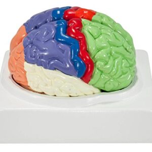 Axis Scientific Human Brain Model Anatomy with Colored and Numbered Regions, 2-Part Human Brain Model Disassembled – Includes Base, Detailed Product Manual and 3 Year Warranty