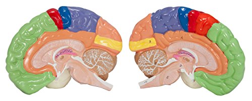 Axis Scientific Human Brain Model Anatomy with Colored and Numbered Regions, 2-Part Human Brain Model Disassembled – Includes Base, Detailed Product Manual and 3 Year Warranty