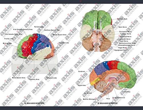 Axis Scientific Human Brain Model Anatomy with Colored and Numbered Regions, 2-Part Human Brain Model Disassembled – Includes Base, Detailed Product Manual and 3 Year Warranty