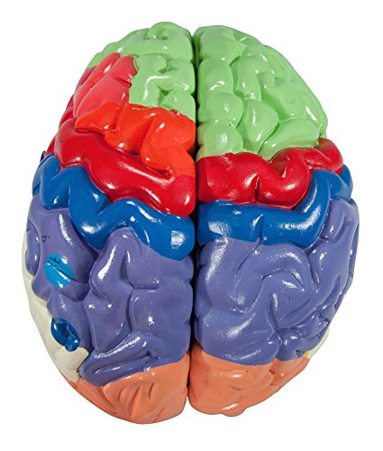 Axis Scientific Human Brain Model Anatomy with Colored and Numbered Regions, 2-Part Human Brain Model Disassembled – Includes Base, Detailed Product Manual and 3 Year Warranty