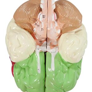 Axis Scientific Human Brain Model Anatomy with Colored and Numbered Regions, 2-Part Human Brain Model Disassembled – Includes Base, Detailed Product Manual and 3 Year Warranty