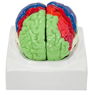 Axis Scientific Human Brain Model Anatomy with Colored and Numbered Regions, 2-Part Human Brain Model Disassembled – Includes Base, Detailed Product Manual and 3 Year Warranty