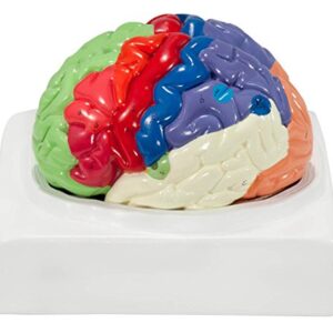 Axis Scientific Human Brain Model Anatomy with Colored and Numbered Regions, 2-Part Human Brain Model Disassembled – Includes Base, Detailed Product Manual and 3 Year Warranty