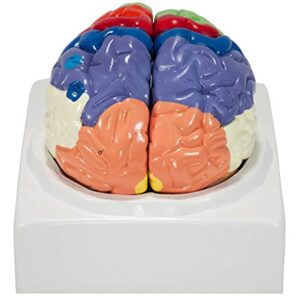 Axis Scientific Human Brain Model Anatomy with Colored and Numbered Regions, 2-Part Human Brain Model Disassembled – Includes Base, Detailed Product Manual and 3 Year Warranty