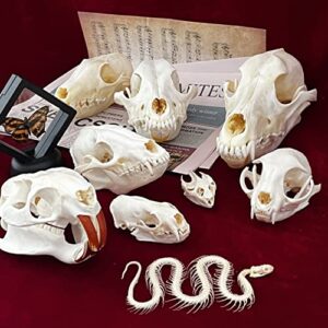 ZCZC Taxidermy Exquisite Collection of Real Animal Skull Bone Specimen, Skull Decoration for Home, Collectibles Study,, Cleaned and Bleached Fox, Mink, Coypu, Cat Skull (Turtle Skull)