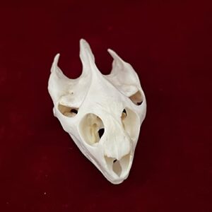 ZCZC Taxidermy Exquisite Collection of Real Animal Skull Bone Specimen, Skull Decoration for Home, Collectibles Study,, Cleaned and Bleached Fox, Mink, Coypu, Cat Skull (Turtle Skull)