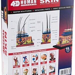 Famemaster 4D-Vision Human Skin Anatomy Model