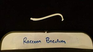 real raccoon baculum penis dick bone animal mammal/skull skeleton taxidermy