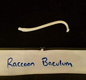 Real Raccoon Baculum Penis Dick Bone Animal Mammal/Skull Skeleton Taxidermy