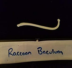 Real Raccoon Baculum Penis Dick Bone Animal Mammal/Skull Skeleton Taxidermy