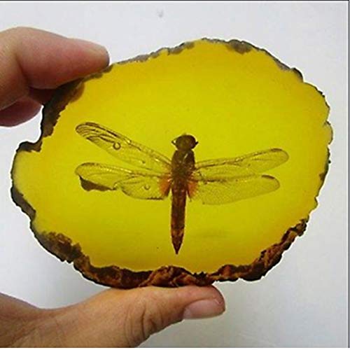 Amber Fossil Insect with Gift Bag and Gift Card，Museum Grade Specimen，Artificial Amber Natural Insect