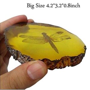 Amber Fossil Insect with Gift Bag and Gift Card，Museum Grade Specimen，Artificial Amber Natural Insect
