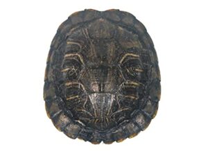 3-4″ red ear turtle shell (227gs-0304) 10ub