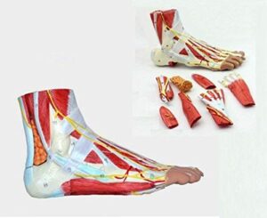 medical anatomical foot skeleton model with ligaments, muscles, nerves and arteries, 9-part, life size, finest details