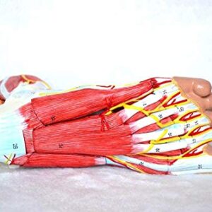 Medical Anatomical Foot Skeleton Model with Ligaments, Muscles, Nerves and Arteries, 9-Part, Life Size, Finest Details