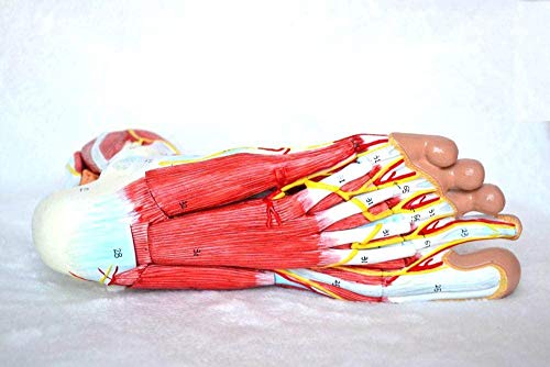 Medical Anatomical Foot Skeleton Model with Ligaments, Muscles, Nerves and Arteries, 9-Part, Life Size, Finest Details