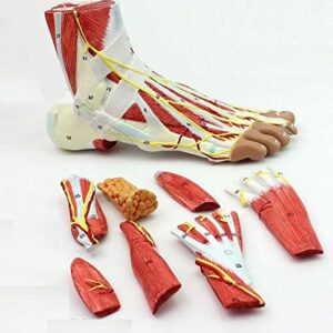 Medical Anatomical Foot Skeleton Model with Ligaments, Muscles, Nerves and Arteries, 9-Part, Life Size, Finest Details