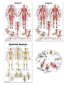 blue tree publishing 4 pack – anatomical muscle poster set & bonus pocket charts, female, male, skeletal muscle poster 12 x 17 inch, pocket chart 3 x 5 1/4 inch