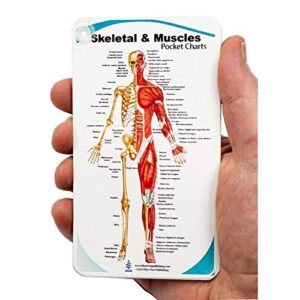 Blue Tree Publishing 4 pack - Anatomical Muscle Poster Set & Bonus Pocket Charts, Female, Male, Skeletal Muscle Poster 12 x 17 inch, Pocket chart 3 x 5 1/4 inch