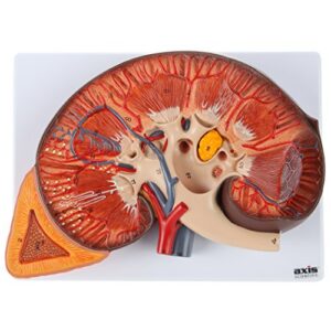 axis scientific human kidney model | anatomical model is enlarged to 3 times life size | includes anatomy of adrenal gland and nephrons | includes product manual