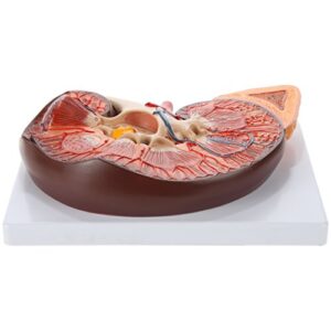 Axis Scientific Human Kidney Model | Anatomical Model is Enlarged to 3 Times Life Size | Includes Anatomy of Adrenal Gland and Nephrons | Includes Product Manual