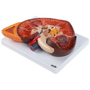 Axis Scientific Human Kidney Model | Anatomical Model is Enlarged to 3 Times Life Size | Includes Anatomy of Adrenal Gland and Nephrons | Includes Product Manual
