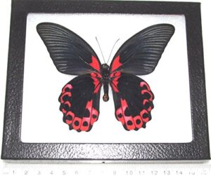 bicbugs papilio rumanzovia verso real framed butterfly pink red