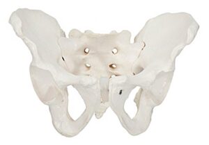 axis scientific male pelvis model, life size pelvic human anatomy features hip, sacrum, and coccyx, includes detailed manual
