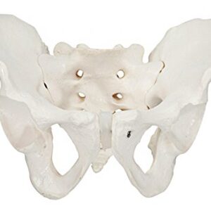 Axis Scientific Male Pelvis Model, Life Size Pelvic Human Anatomy Features Hip, Sacrum, and Coccyx, Includes Detailed Manual